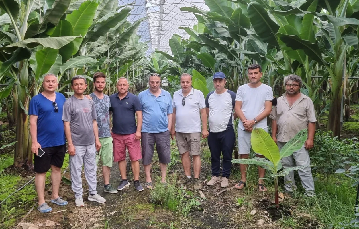 Aderams Tarım Firmasına Ait Muz Serası 