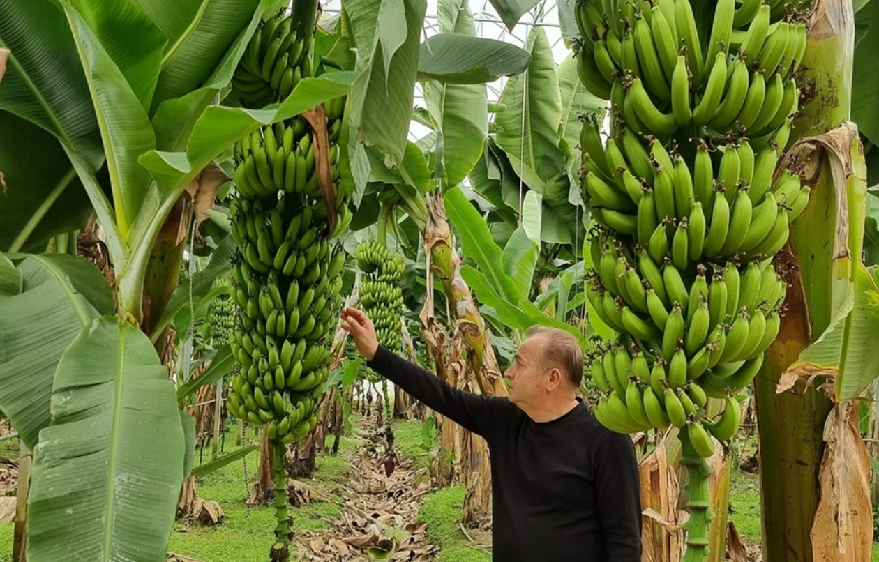 Teknolojik Muz Seraları Projesi